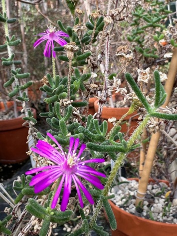 preview Drosanthemum  archeri  L.Bolus